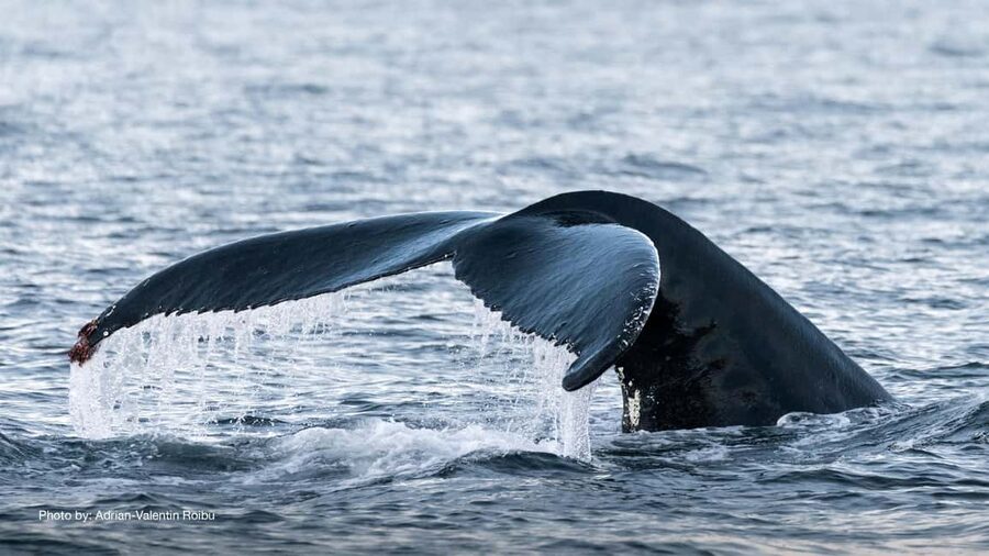 Tromsø: Whale Watching Tour by Hybrid-Electric Boat - Skjervøy and the search for whales