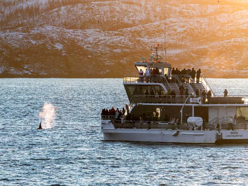 Tromsø: Whale Watching Tour by Hybrid-Electric Boat - What the guides add to the day
