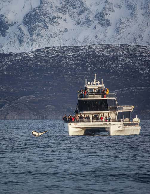 Tromsø: Whale Watching Tour by Hybrid-Electric Boat - The first hours: fjords, sunrise, and whale country