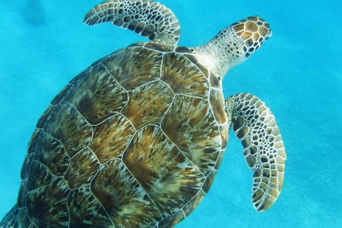 Turtle Cove Catamaran Snorkel and Sail at Little Buck Island STT - How the $119 price holds up