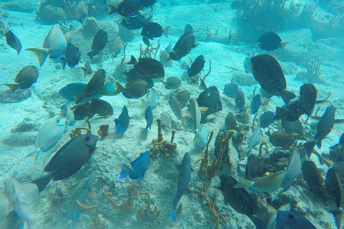 Turtle Cove Catamaran Snorkel and Sail at Little Buck Island STT - Practical details that can save your afternoon