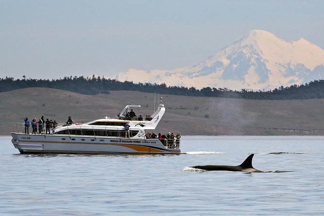 Victoria Whale and Wildlife Cruise - Key points at a glance