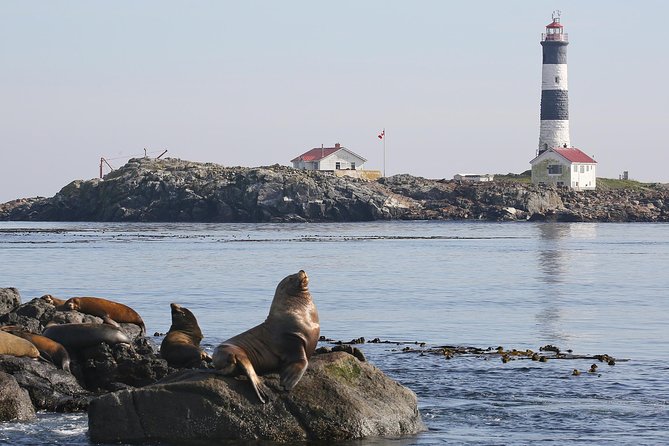 Victoria Whale and Wildlife Cruise - What you might see in May through November