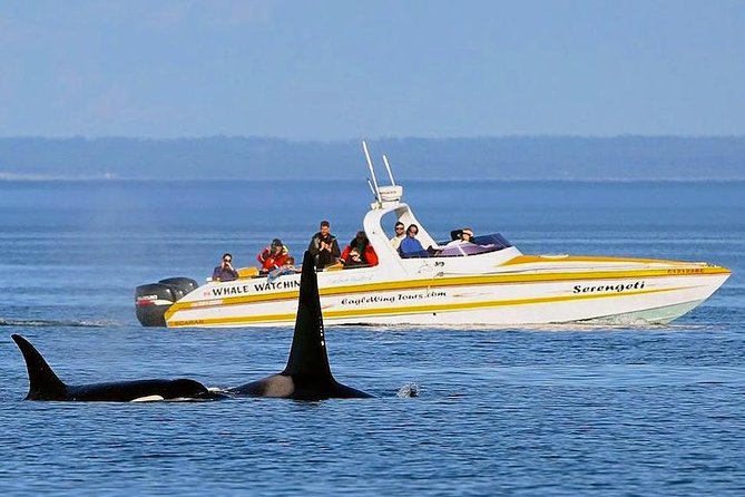 Victoria Whale and Wildlife Cruise - How the naturalist team changes the experience