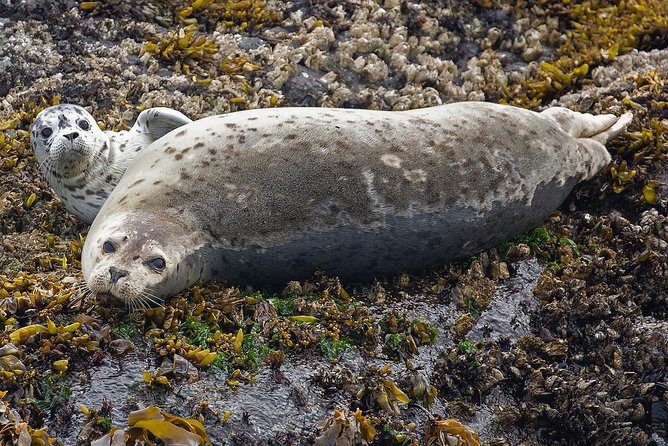 Victoria Whale and Wildlife Cruise - The value of a $146.17 half-day outing