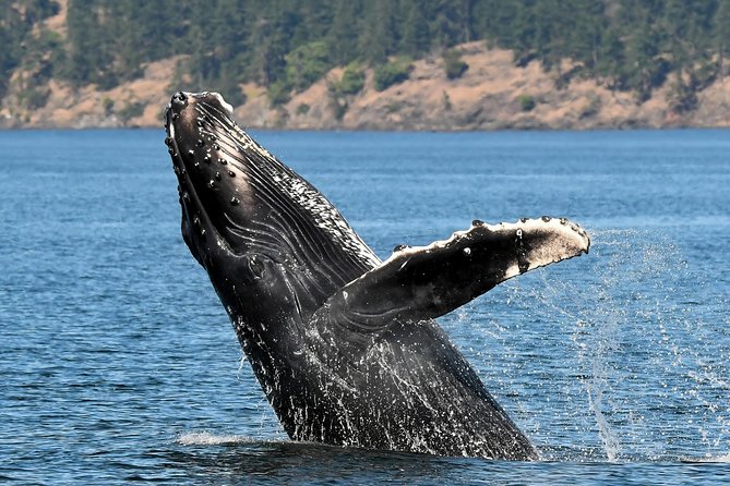 Victoria Whale and Wildlife Cruise - Weather, cancellations, and planning your day