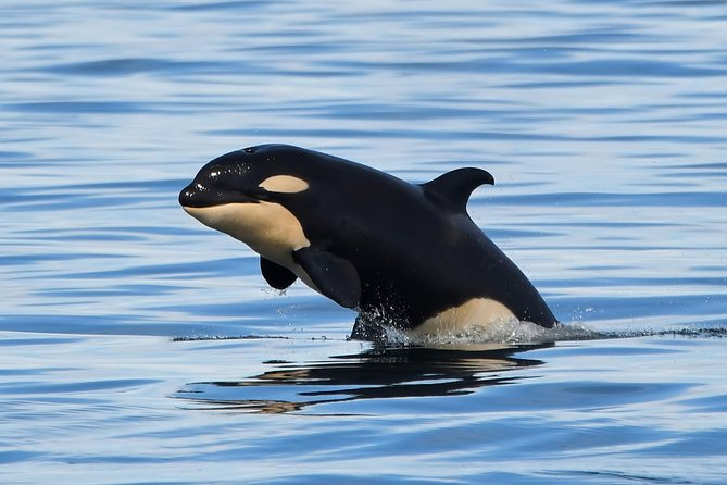 Victoria Whale and Wildlife Cruise - Picking between an open boat and a covered catamaran