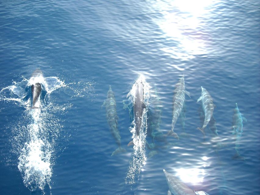 Vrsar: Dolphin Watching Boat Tour including Drinks - Setting out from Lidija Tours in Vrsar