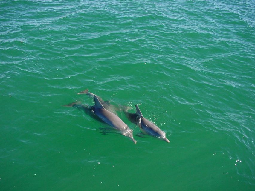 Vrsar: Dolphin Watching Boat Tour including Drinks - Sunset views from the Adriatic