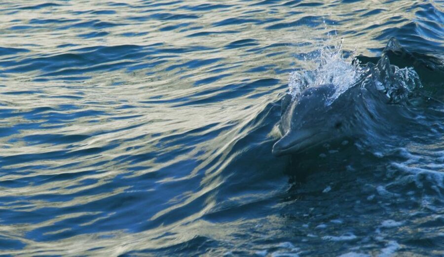 Vrsar: Dolphin Watching Boat Tour including Drinks - Drinks, seating, and the practical side