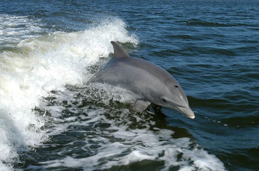 Vrsar: Dolphin Watching Boat Tour including Drinks - Who will enjoy this Vrsar cruise most