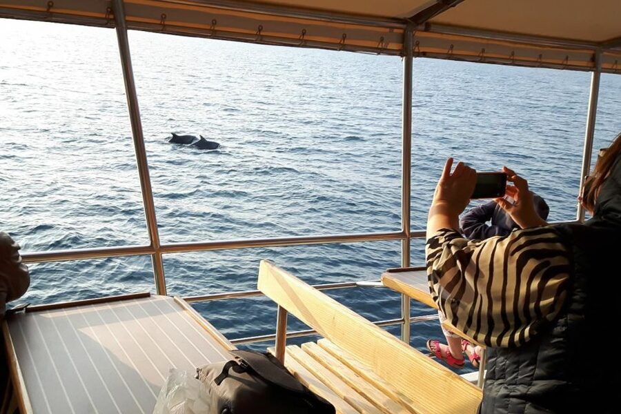 Vrsar: Dolphin Watching Boat Tour including Drinks - Searching for dolphins in open water