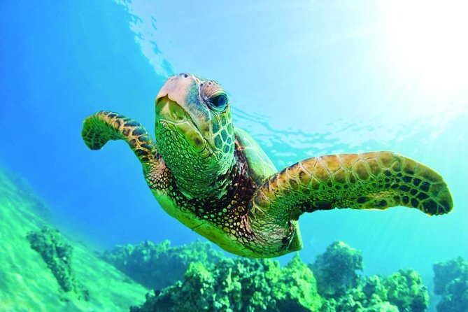 Waikiki Catamaran Snorkel Sail with Lunch: Turtles Guaranteed - What the Waikiki and Diamond Head Views Add