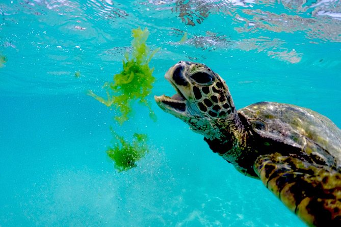 Waikiki Catamaran Snorkel Sail with Lunch: Turtles Guaranteed - Pickup, Parking, and Arrival Details