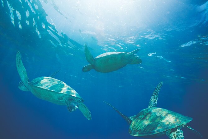 Waikiki Catamaran Snorkel Sail with Lunch: Turtles Guaranteed - Weather, Cancellations, and the Turtle Guarantee