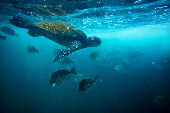 Waikiki Catamaran Snorkel Sail with Lunch: Turtles Guaranteed - Turtle Canyon: A Natural Cleaning Station