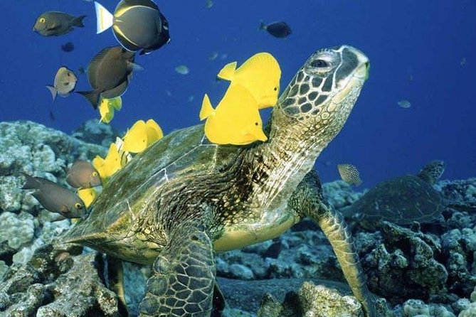 Waikiki Turtle Snorkel and Sail on Hawea Catamaran - Turtle Canyon is the reason to go