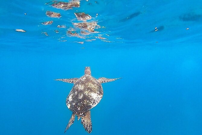 Waikiki Turtle Snorkel and Sail on Hawea Catamaran - How crowded can Turtle Canyon feel?