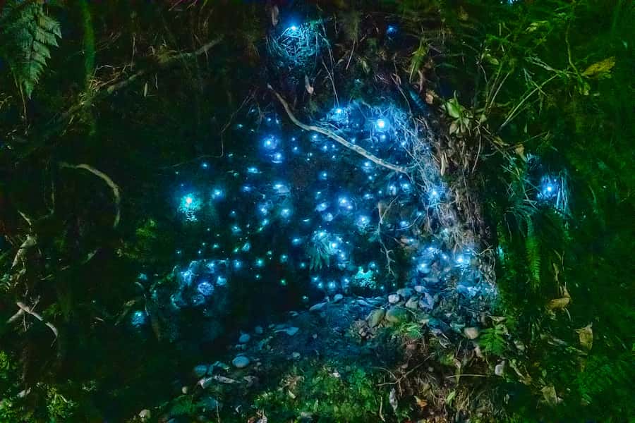 Waitomo: Glowworm Caves Guided Tour by Boat - Key points before you book