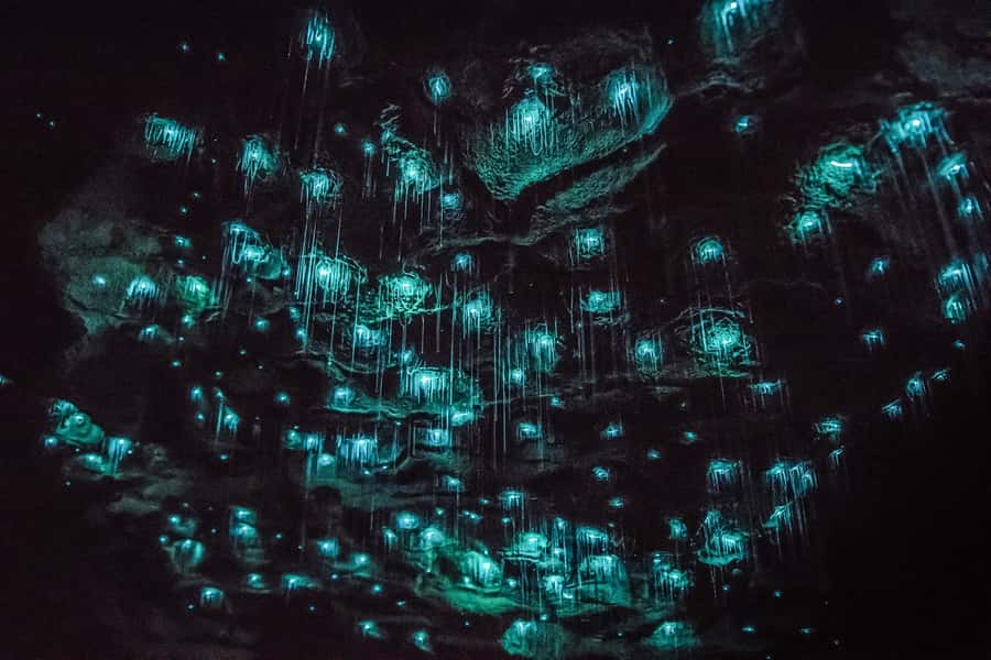 Waitomo: Glowworm Caves Guided Tour by Boat - Getting there and finding the right entrance