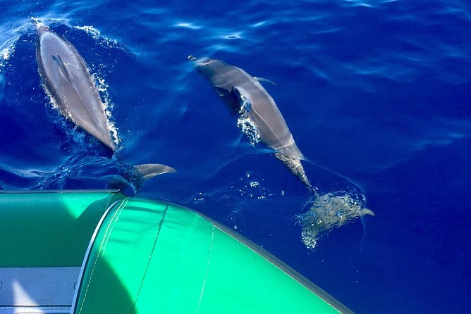 West Maui Snorkeling Experience by Boat from Ka'anapali - Key points to know before booking