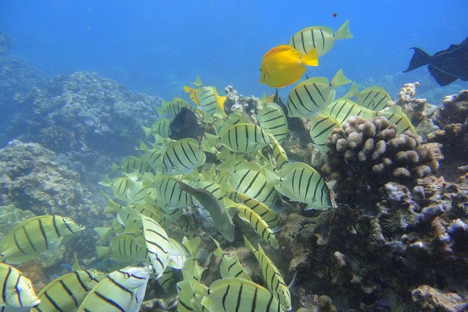 West Maui Snorkeling Experience by Boat from Ka'anapali - Why the small group matters in the water