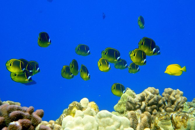 West Maui Snorkeling Experience by Boat from Ka'anapali - Comfort, safety, and physical demands