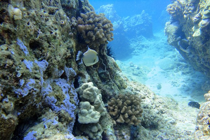 West Maui Snorkeling Experience by Boat from Ka'anapali - Stop one: Honolua Bay and West Maui reef life