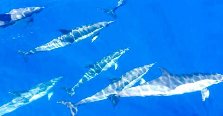 Whale and Dolphin Watching Sailing Tour – Los Gigantes (3H) - Key points to know before you book
