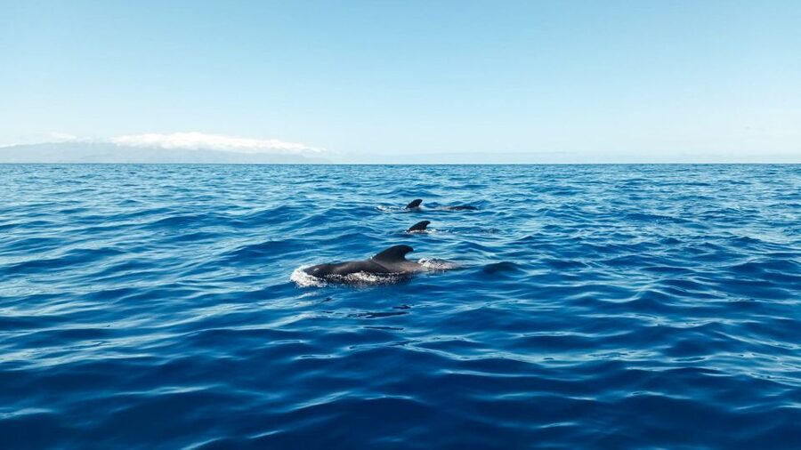 Whale and Dolphin Watching Sailing Tour – Los Gigantes (3H) - Why this Los Gigantes sailing trip feels different
