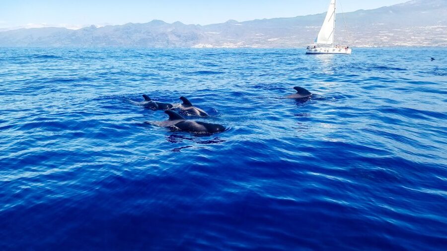 Whale and Dolphin Watching Sailing Tour – Los Gigantes (3H) - Watching pilot whales and dolphins in the reserve