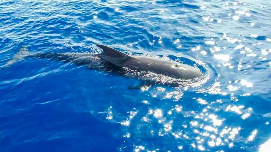 Whale and Dolphin Watching Sailing Tour – Los Gigantes (3H) - Sailing beneath the 600-meter Cliffs of the Giants