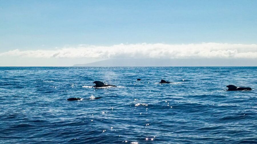 Whale and Dolphin Watching Sailing Tour – Los Gigantes (3H) - Swimming and snorkeling in a clear-water cove