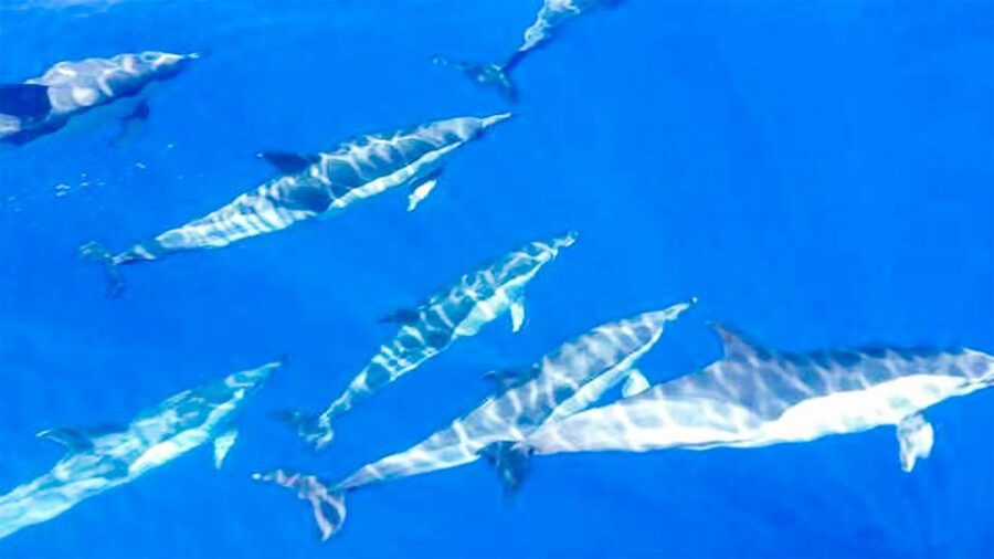 Whale and Dolphin Watching Sailing Tour – Los Gigantes (3H) - Setting out from MPC Yacht Charter