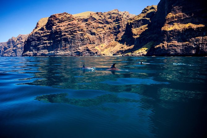 Whale watching and listening Eco-Catamaran Tour with Food Tasting - Food, drinks, and the onboard mood