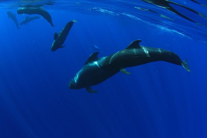 Whale watching and listening Eco-Catamaran Tour with Food Tasting - Weather, cancellations, and useful packing advice