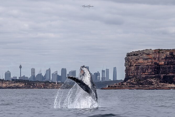 Whale Watching Boat Trip in Sydney - Key points before you book