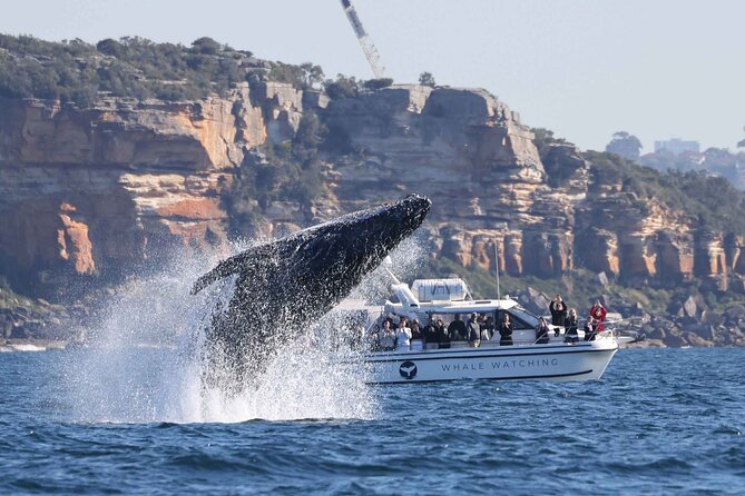 Whale Watching Boat Trip in Sydney - Looking for humpback whales beyond Sydney Heads
