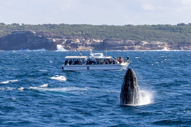 Whale Watching Boat Trip in Sydney - Why the small boat matters