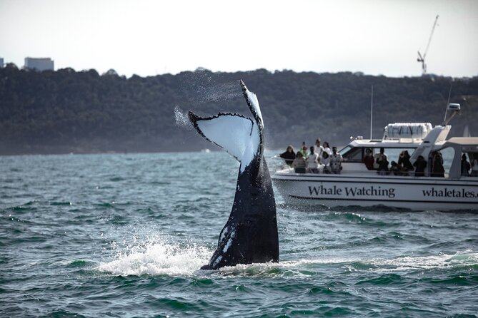 Whale Watching Boat Trip in Sydney - Dolphins, calves, and other surprises