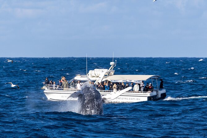 Whale Watching Boat Trip in Sydney - Weather, clothing, and seasickness