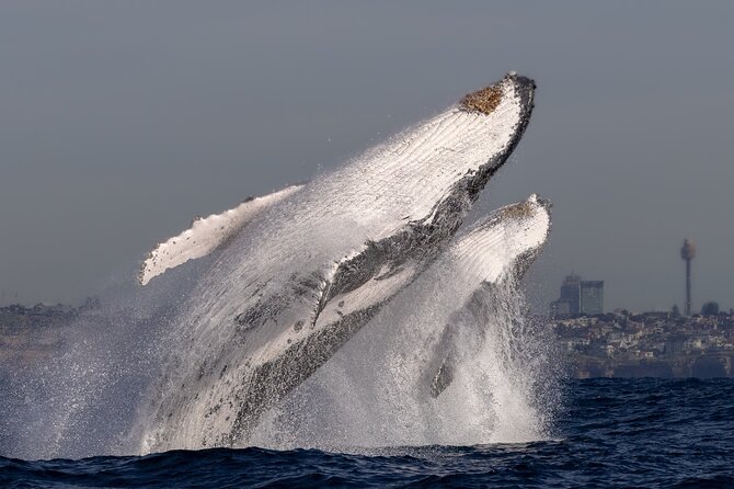 Whale Watching Boat Trip in Sydney - Is $99.70 good value?
