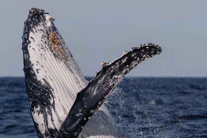 Whale Watching Boat Trip in Sydney - Choosing morning or afternoon