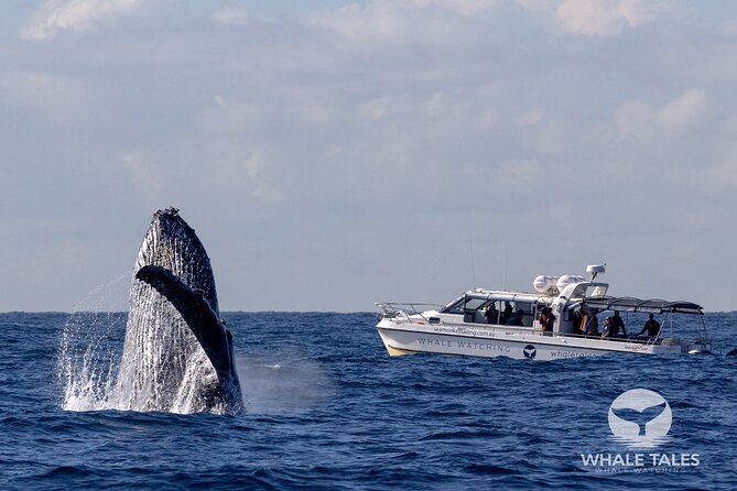 Whale Watching Boat Trip in Sydney - What the crew adds to the experience