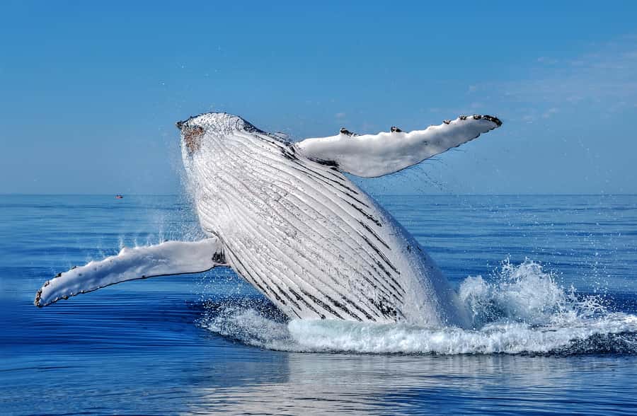 Whale Watching Cruise from Busselton, Augusta or Dunsborough - Choosing Augusta, Busselton or Dunsborough