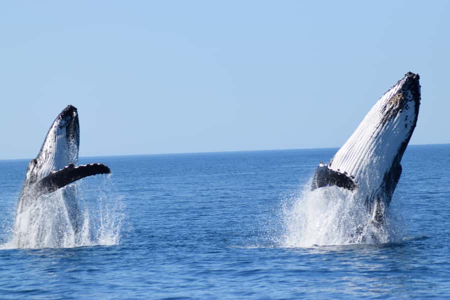 Whale Watching Cruise from Busselton, Augusta or Dunsborough - What the two-hour cruise is really like