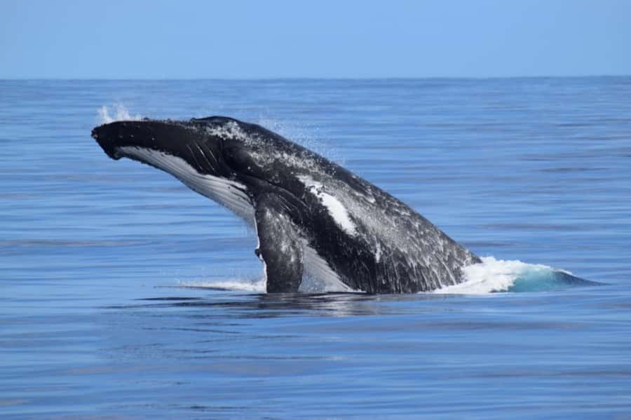 Whale Watching Cruise from Busselton, Augusta or Dunsborough - Whale watching with a purpose