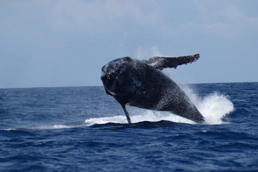 Whale Watching Cruise from Busselton, Augusta or Dunsborough - How the trip suits families
