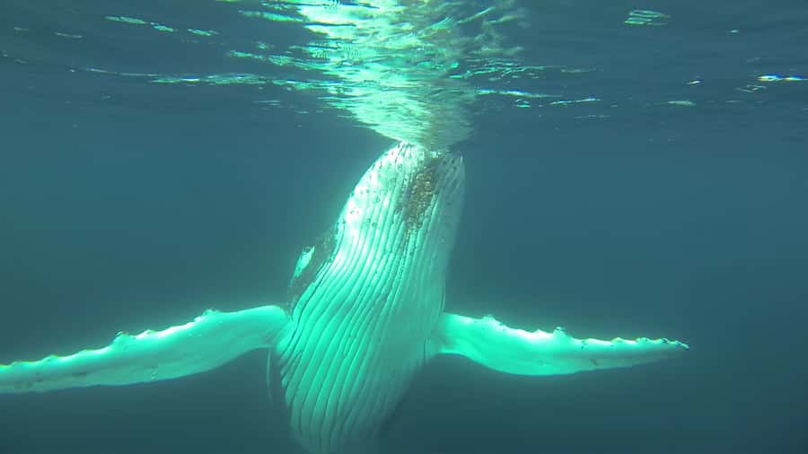 Whale Watching Cruise from Busselton, Augusta or Dunsborough - A practical plan for the day