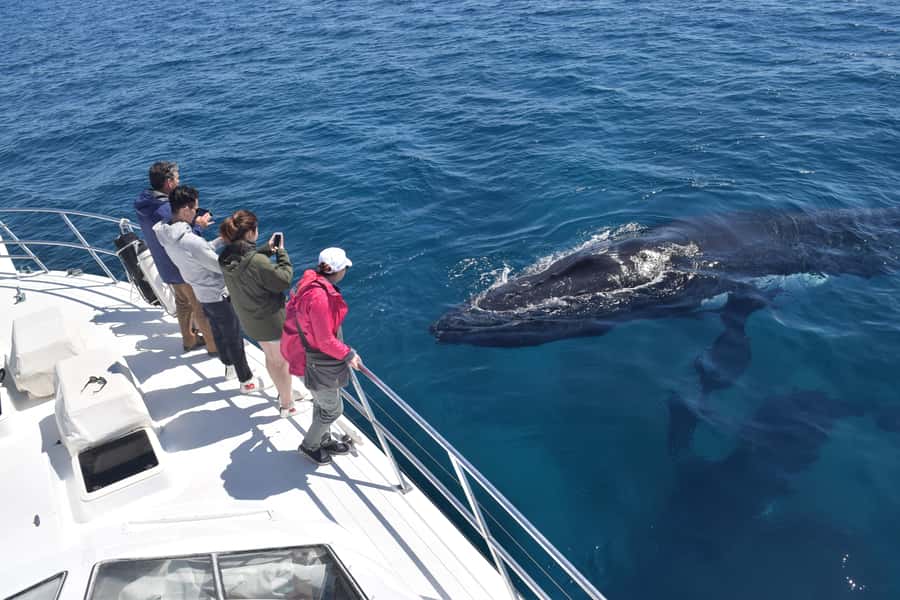 Whale Watching Cruise from Busselton, Augusta or Dunsborough - The boat gives you room to see